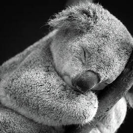 Sleeping Koala by David Morgan-mar