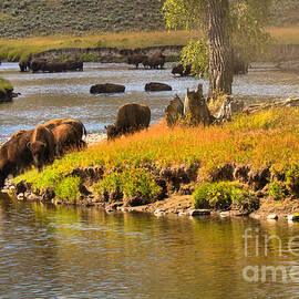 Slough Creek Bison Picnic by Adam Jewell