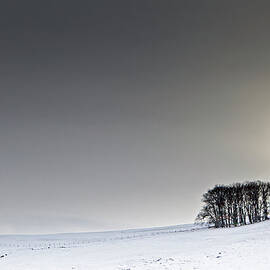 Small Copse Of Trees by Doug Chinnery