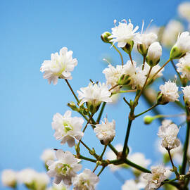 Small, White, Babys Breath Flowers by William Andrew