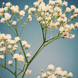 Small White Flowers, Vintage Film Color by William Andrew