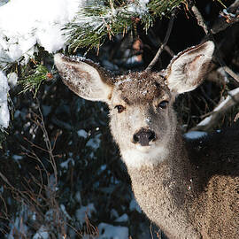  Snow-dusted Female Mule Deer by Cascade Colors