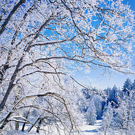 Snow Filled Branches And San Bernardino by Ron thomas
