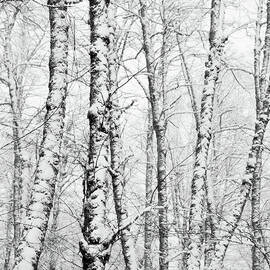 Snow On Deciduous Trees by Andipantz