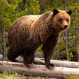 Snow - The Yellowstone Grizzly Sow by Adam Jewell