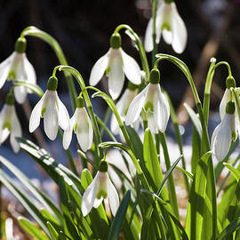 Snowdrops, Galanthus Nivalis, Germany by Konrad Wothe
