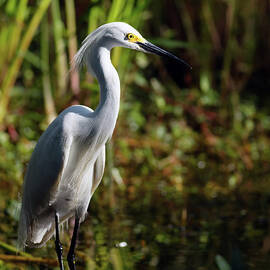 Snowy Egret Dawn by Natural Focal Point Photography