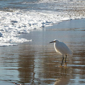Snowy Egret on a California Beach by Mary Lee Dereske