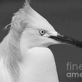 Snowy Egret Portrait Black and White by Stefano Senise