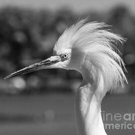 Snowy Egret Portrait Monochrome by Stefano Senise