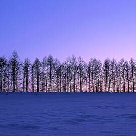 Snowy Field by Imagenavi