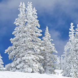 Snowy Frosted Trees Winter Landscape by Adventure photo