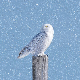 Snowy Owl by James Overesch