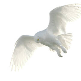 Snowy Owl by Pat Gaines