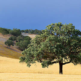 Solitary Stance - Oak Tree, California by KJ Swan