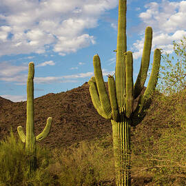 Sonoran Desert by Dustypixel