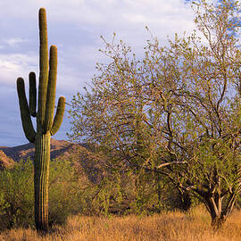 Sonoran Storm by Dustypixel