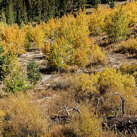 Sotcher Lake Fall Colors by Kelley King
