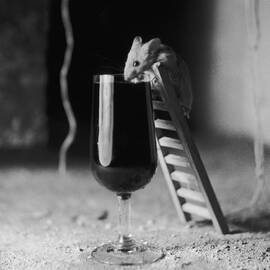 Soused Mouse by Charles Hewitt