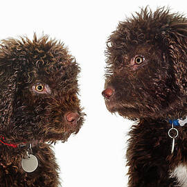 Spanish Water Dogs by Gandee Vasan