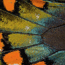 Spicebush Swallowtail Butterfly Wing by Darrell Gulin
