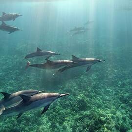 Spinner Dolphins by Ai Angel Gentel