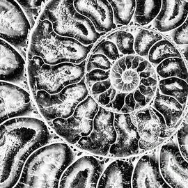 Split Ammonite Spiral  by Bruce Block