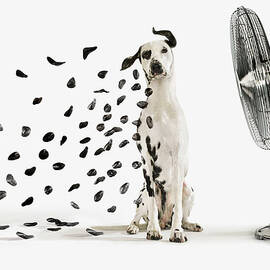 Spots Flying Off Dalmation Dog by Gandee Vasan