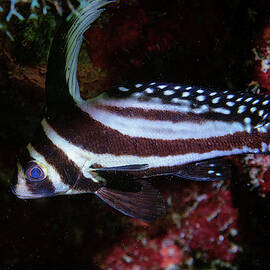 Spotted Drum by Jean Noren