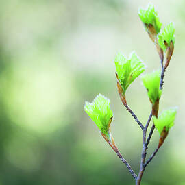 Spring Buds by Borchee