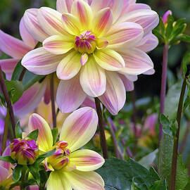 SPRING ECSTACY by Randall Dill