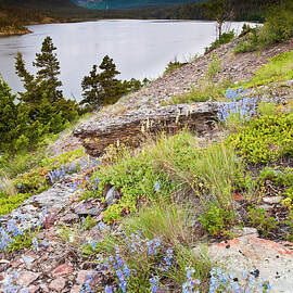 Spring Flowers And Saint Mary Lake From by Josh Miller Photography