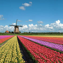 Spring In Holland by Jacobh