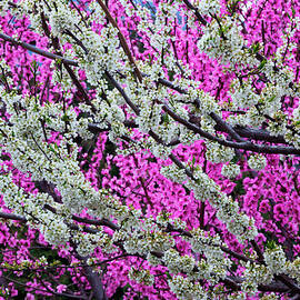 Springtime Blossoms, Bhutan by Mint Images/ Art Wolfe