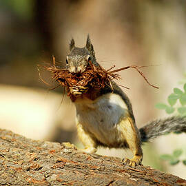 Squirrel by Heeb Photos