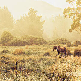Stallion homestead by Jorgo Photography