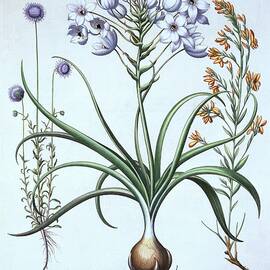Star Of Bethlehem by Heritage Images
