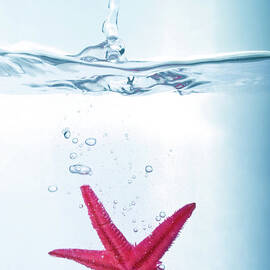 Starfish In Water by Fotografias De Rodolfo Velasco