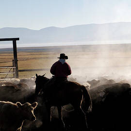 Steaming Cattle by Cgbaldauf