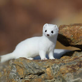 Stoat by Nicola Angeli