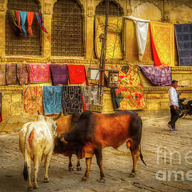 Streets of India 2 by Stefano Senise