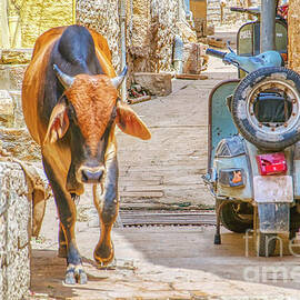 Streets of India 3 by Stefano Senise