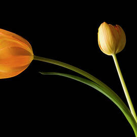 Studio Shot Of Yellow Tulips by Kristin Lee