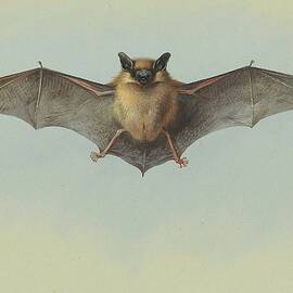 Study Of A Common Pipistrelle Bat by Archibald Thorburn