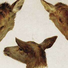 Study Of Deer Heads by Rosa Bonheur