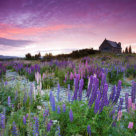 Summer Lupins At Sunrise At Lake by Atan Chua