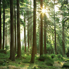 Sunbeams Breaking Through Natural by Avtg