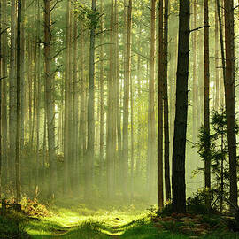 Sunbeams Breaking Through Pine Tree by Avtg