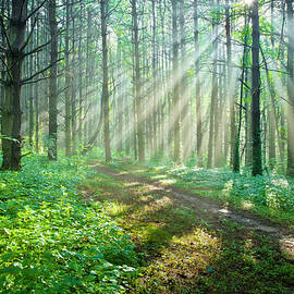 Sunbeams Filtering Through Trees On A by Drnadig