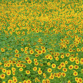 Sunflower field by Seeables Visual Arts